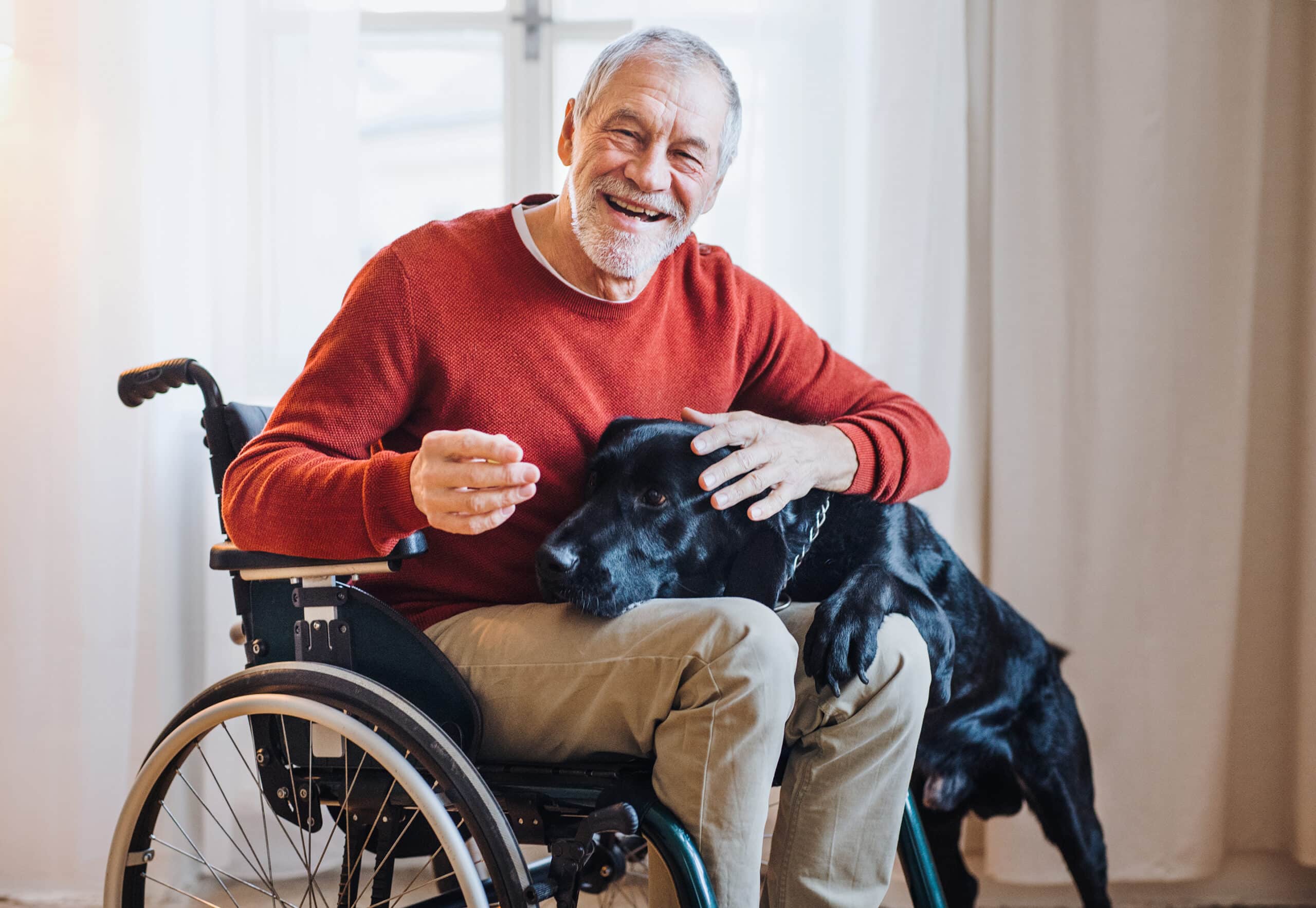 A disabled senior man in wheelchair indoors playing with a pet dog at home. A disabled senior man in wheelchair indoors playing with a pet dog at home. Copy space.
